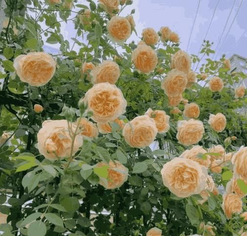 RoseCascade Elegant Climber Seeds