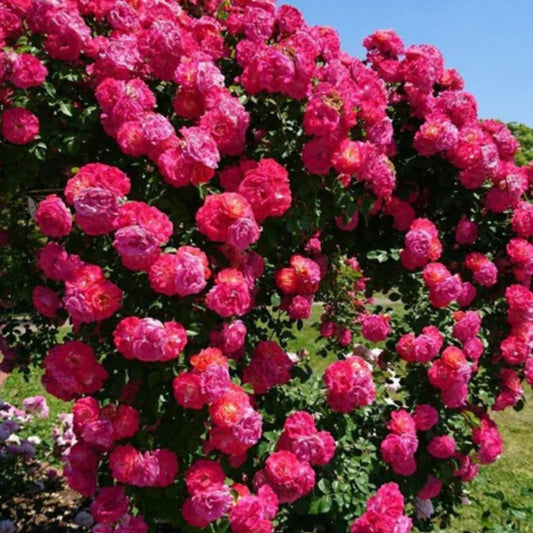 RoseCascade Elegant Climber Seeds
