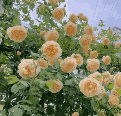 RoseCascade Elegant Climber Seeds